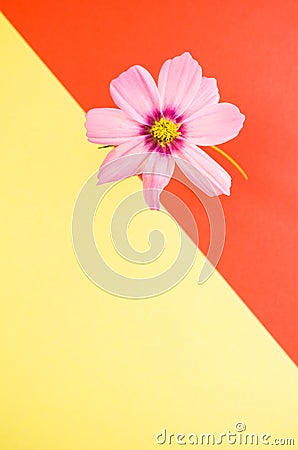 Vertical shot of pink cosmeya flower isolated on orange and yellow background Stock Photo