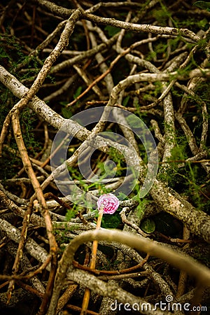 Vertical shot of the pink flower growing in the fallen twigs on the grounds Stock Photo