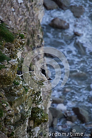 Vertical shot of a razor-billed auk perched on the tree Stock Photo