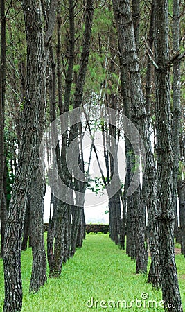 Vertical shot of rows of trees on the green lawn. Vietnam. Stock Photo