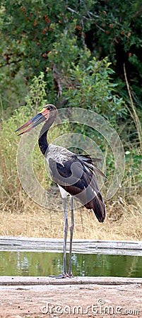 Vertical shot of a saddle-billed stork in the lake Stock Photo