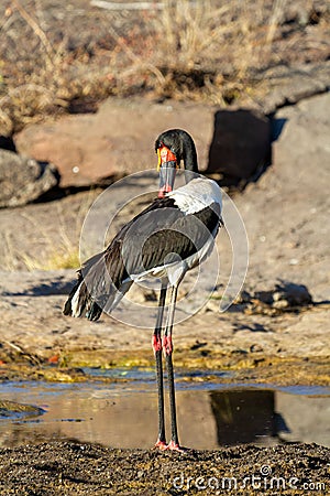 Vertical shot of a saddle-billed stork perched in a swamp Stock Photo