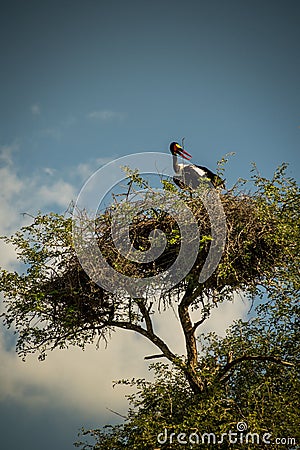 Vertical shot of a saddle-billed stork sitting in a nest Stock Photo