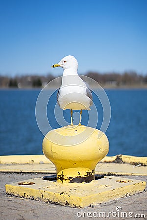 Vertical shot of a seagull perched on a pier bollard during daylight Stock Photo