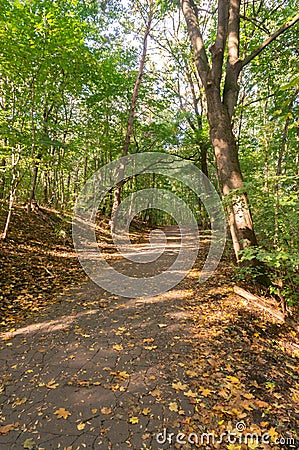 Vertical shot of a shaded dirt path through the woods Stock Photo