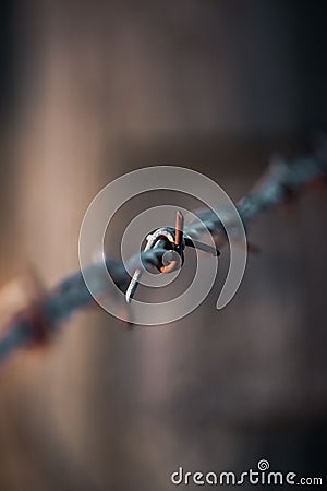 Vertical shot of a sharp and dangerous barbed wire fence in a blurred background Stock Photo