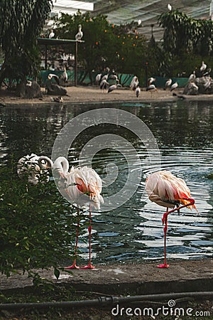 Vertical shot of sleeping flamingos near lake Stock Photo