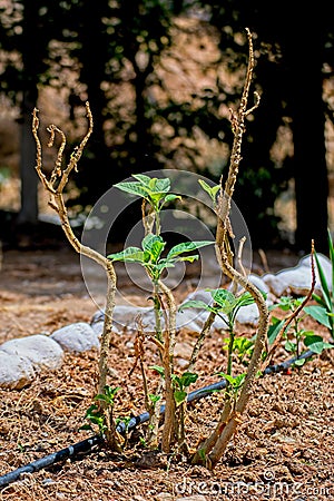 Vertical shot of a small newly planted tree in a garden under the sunlight Stock Photo