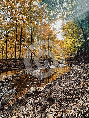 Vertical shot of a small rain pond surrounded by trees Stock Photo