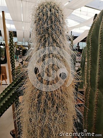 Vertical shot of spiky cactus with googly eyes Stock Photo