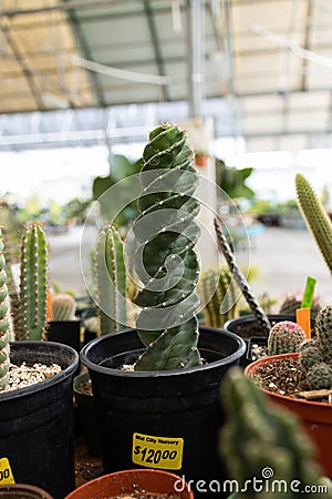 Vertical shot of a spiral cactus for sale at a local plant nursery Editorial Stock Photo