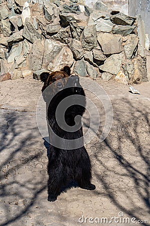 Vertical shot of a standing brown bear with its paws together asking for food Stock Photo