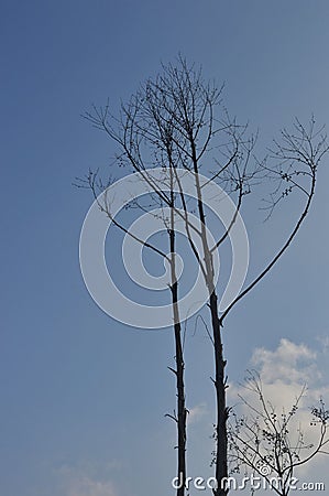 Vertical shot of tall bare thin trees in a blue sky Stock Photo