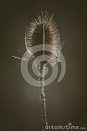 Vertical shot of a teasel plant seeds head showing spikes Stock Photo