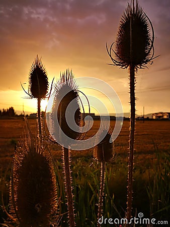 Vertical shot of teasel plant silhouettes on a bright sunset background Stock Photo