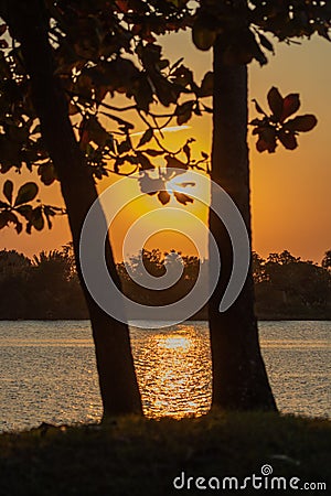 Vertical shot of a tree silhouettes against a beautiful sunset in Tuxpan, Veracruz, Mexico Stock Photo