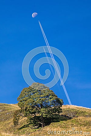 Vertical shot of a tree on the slope of the hill against a background of plane contrails in blue sky Stock Photo