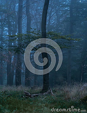 Vertical shot trees in a foggy forest Stock Photo