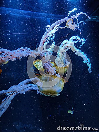 Vertical shot of tropical jellyfish swimming underwater in an aquarium Stock Photo