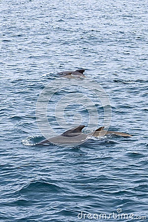 Two pilot whale families cresting in Norwegian Sea Stock Photo