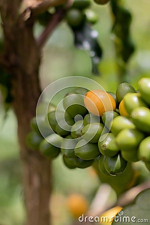 Vertical shot of unripe blooming coffee on the branches at daytime Stock Photo