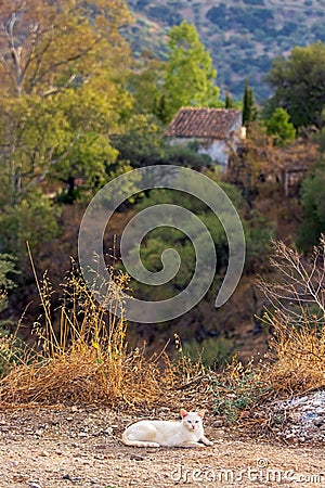 Vertical shot of a white cat in an Andalucian landscape Stock Photo