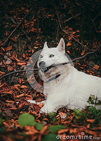 Vertical shot of a white swiss shepherd dog biting a stick while lying on dried leaves Stock Photo