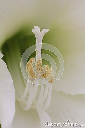 Vertical shot of a white tulip stamen in a garden under the sunlight Stock Photo