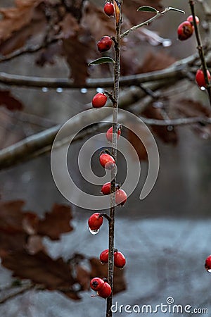 Vertical shot of winterberry-hollies on the blurry background Stock Photo