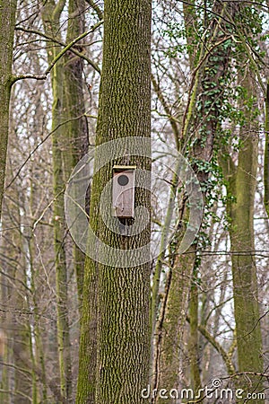 Vertical shot of a wooden birdhouse affixed on the trunk of a large tree in a rustic forest setting Stock Photo