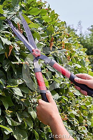 Vertical shot young hands with garden shear trimming the bush. Stock Photo