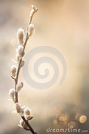 Vertical Spring Template With pussy willow branch Stock Photo