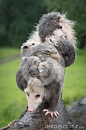 Vertical Stack of Virginia Opossum Didelphis virginiana and Rain Soaked Joeys Summer Stock Photo