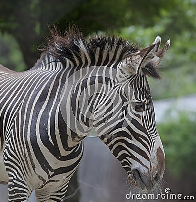 Vertical Stripes of a Zebra at the National Zoo Stock Photo