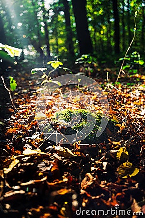 Vertical of sunbeam filters through a thicket of trees and foliage in a forest Stock Photo