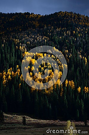 Vertical sunlight shining on a bright patch of golden fall aspens, dark pine forest on a ridgeline Stock Photo