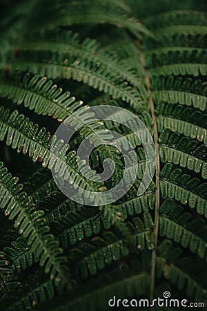 Vertical super close up of the texture of some fern leaves on dark and green tones during a rainy day Stock Photo