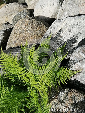 Vertical top view of fern plants in the middle of a pile of rocks during a sunny day Stock Photo