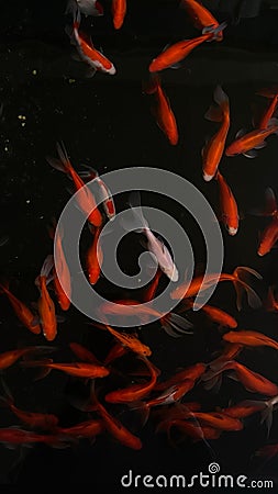 Vertical top view of group of adorable goldfish swimming near the surface Stock Photo