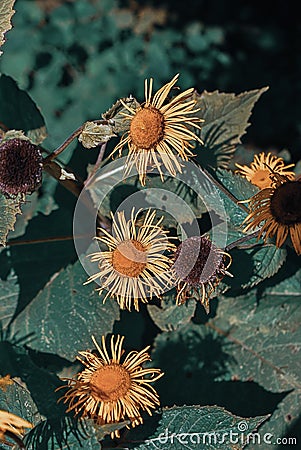 Vertical top view of wizened ragwort flowers Stock Photo