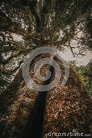 Vertical tree trunk in forest, New Zealand Stock Photo