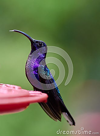Vertical view of a blue-chested hummingbird perching on the red plastic Stock Photo