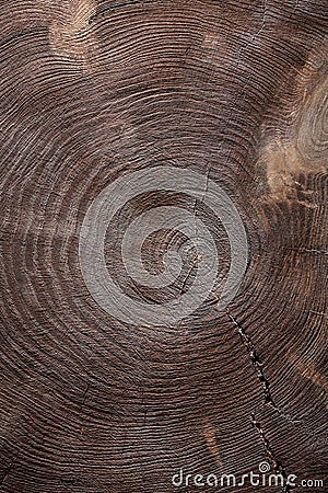 Vertical view cross cut vintage wood texture of tree trunk Stock Photo