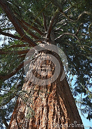 Vertical view of giant redwood tree, showing its colourful, textured bark and complex branch structure Stock Photo
