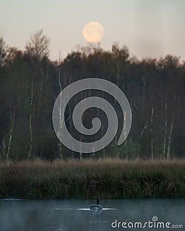 Vertical view of a goose in a pond with trees and a full moon in the background Stock Photo