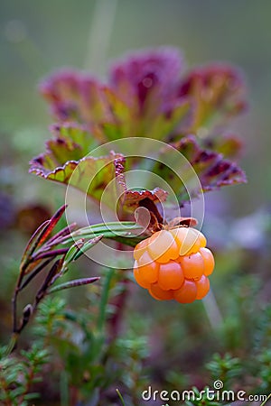 Vertical view of ripe raw cloudberry growing in moss in swamp. Wild rubus chamaemorus berries close up in forest. Karelia, Finland Stock Photo