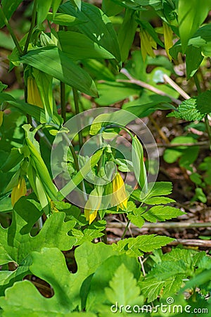 Vertical View of a Sessile Bellwort Stock Photo