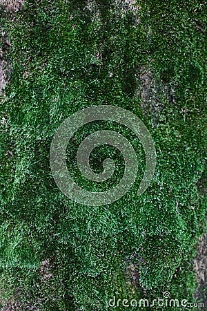 The vertical wall of green close-up moss Stock Photo