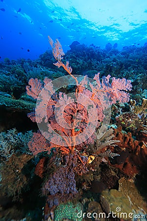 Vertical wall off Bunalen island Stock Photo