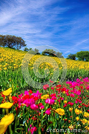 vertical wallapepr of a flowery field at dusk Stock Photo
